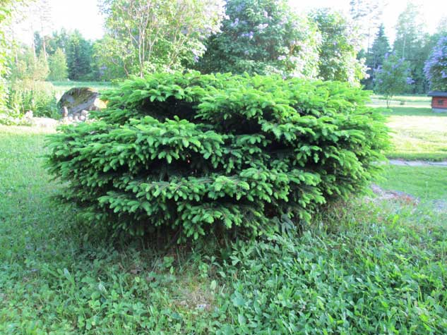 Pes&auml;kuusi